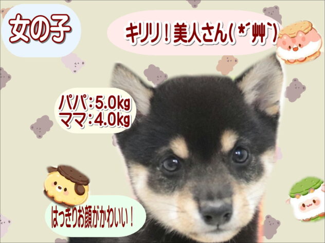 大阪府の豆柴 (アミーゴ鳳店/2026年7月20日生まれ/女の子/黒)の子犬の1枚目の画像