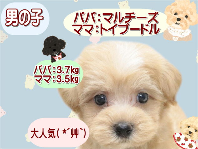 大阪府のハーフ犬・ミックス犬 (アミーゴ鳳店/2026年7月3日生まれ/男の子/アプリコット)の子犬の1枚目の画像