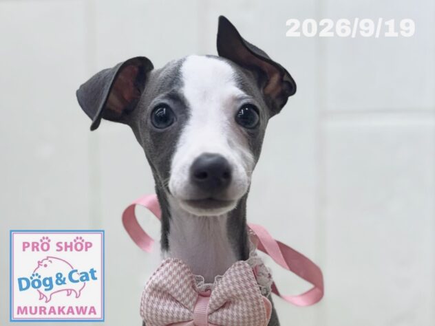 広島県のイタリアングレーハウンド (アミーゴ大町店/2026年7月2日生まれ/女の子/ブルー&ホワイトマーキング)の子犬の1枚目の画像
