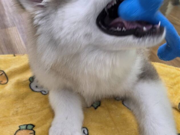 福島県のハーフ犬・ミックス犬 (アミーゴ須賀川店/2026年5月4日生まれ/男の子/シルバーホワイト)の子犬の2枚目の画像