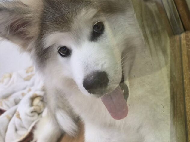 福島県のハーフ犬・ミックス犬 (アミーゴ須賀川店/2026年5月4日生まれ/男の子/シルバーホワイト)の子犬の1枚目の画像
