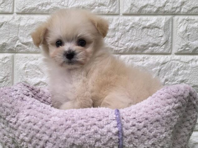 福島県のハーフ犬・ミックス犬 (アミーゴ須賀川店/2026年7月7日生まれ/女の子/アプリコット)の子犬