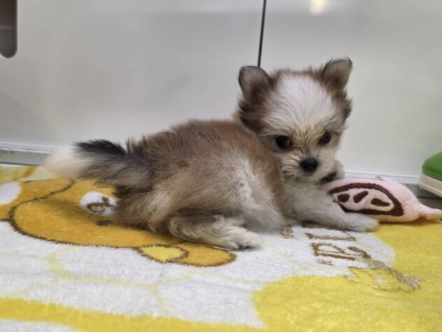福島県のハーフ犬・ミックス犬 (アミーゴ須賀川店/2026年7月6日生まれ/女の子/パーティーカラー)の子犬