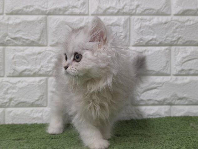 福島県のペルシャ (アミーゴ須賀川店/2026年7月5日生まれ/女の子/チンチラシルバー)の子猫の2枚目の画像