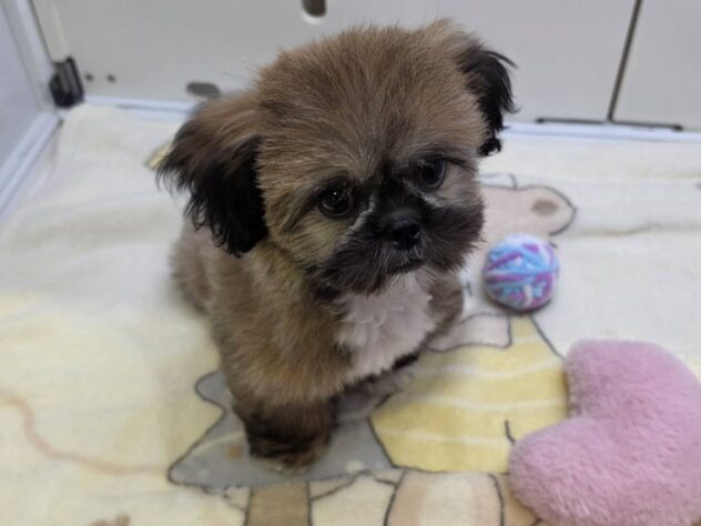 福島県のハーフ犬・ミックス犬 (アミーゴ須賀川店/2026年7月3日生まれ/男の子/フォーン)の子犬