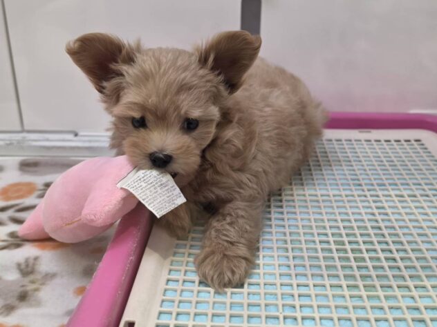 福島県のハーフ犬・ミックス犬 (アミーゴ須賀川店/2026年7月28日生まれ/男の子/アプリコット)の子犬