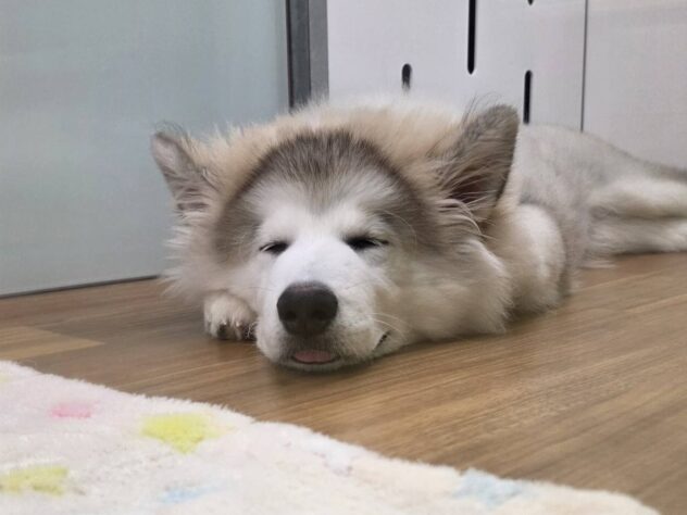 福島県のハーフ犬・ミックス犬 (アミーゴ須賀川店/2026年5月4日生まれ/男の子/シルバーホワイト)の子犬の2枚目の画像