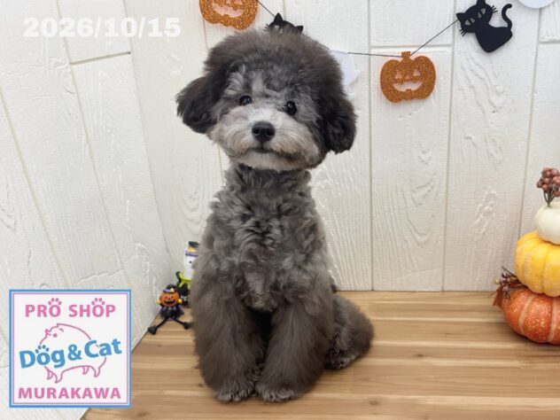 広島県のトイプードル(トイ) (アミーゴ大町店/2026年5月15日生まれ/女の子/グレー)の子犬の1枚目の画像