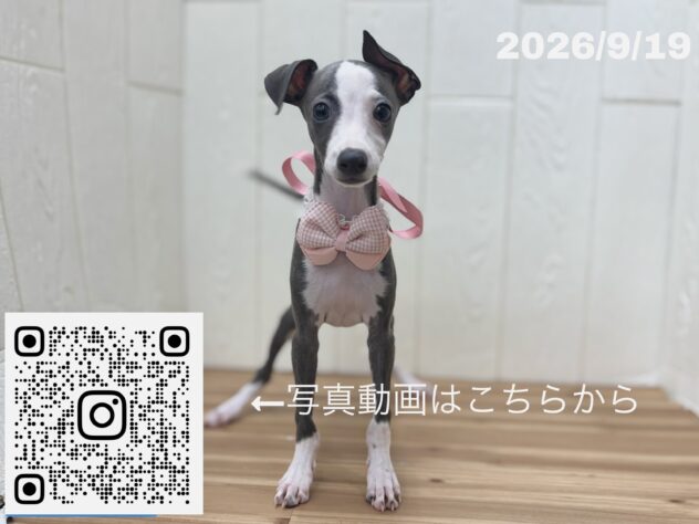 広島県のイタリアングレーハウンド (アミーゴ大町店/2026年7月2日生まれ/女の子/ブルー&ホワイトマーキング)の子犬の3枚目の画像