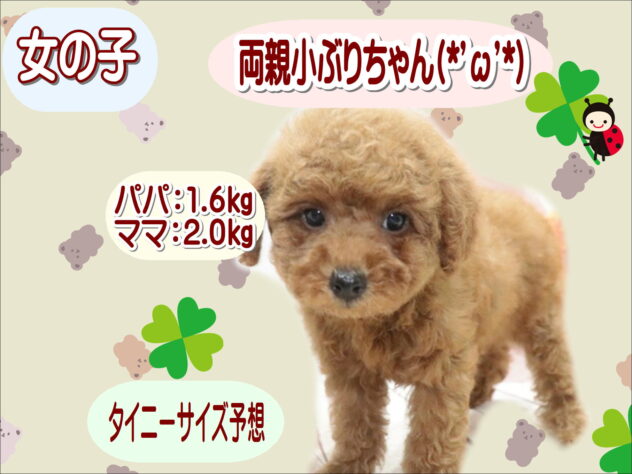 大阪府のトイプードル(トイ) (アミーゴ鳳店/2026年7月14日生まれ/女の子/レッドフォーン)の子犬の1枚目の画像