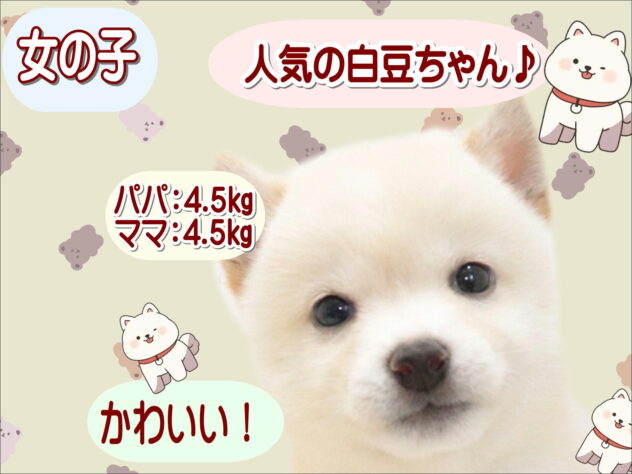 大阪府の豆柴 (アミーゴ鳳店/2026年7月27日生まれ/女の子/白)の子犬の1枚目の画像