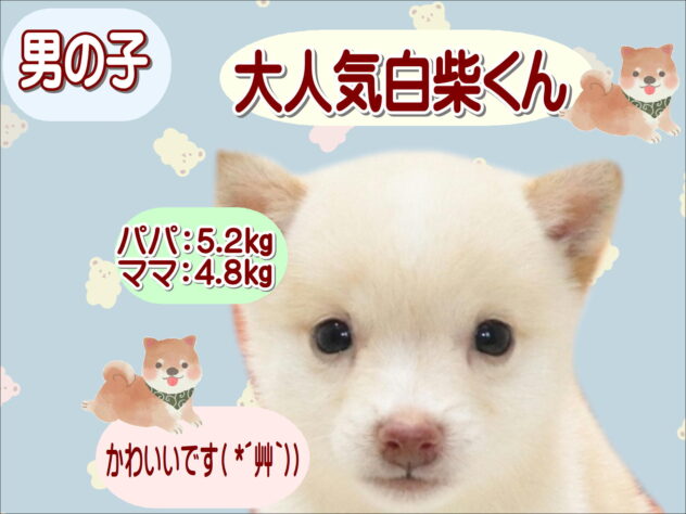 大阪府の豆柴 (アミーゴ鳳店/2026年7月5日生まれ/男の子/白)の子犬の1枚目の画像