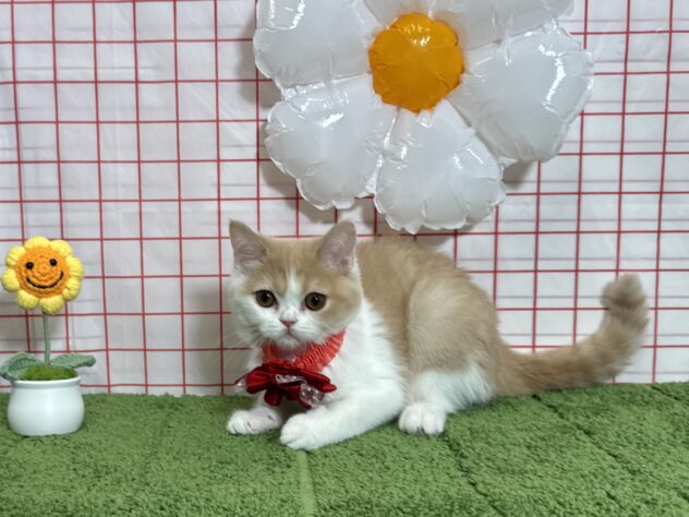 山形県のマンチカン (アミーゴ酒田店/2026年5月19日生まれ/女の子/クリームホワイト)の子猫の1枚目の画像
