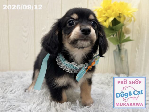 広島県のハーフ犬・ミックス犬 (アミーゴ大町店/2026年7月15日生まれ/男の子/ブラックタン)の子犬の3枚目の画像