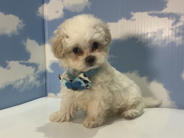 山形県のハーフ犬・ミックス犬 (アミーゴ山形南店/2026年7月5日生まれ/男の子/クリーム)の子犬の3枚目の画像