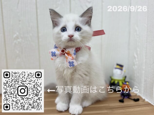 広島県のラグドール (アミーゴ大町店/2026年7月20日生まれ/女の子/ブルーポイントバイカラー)の子猫の3枚目の画像