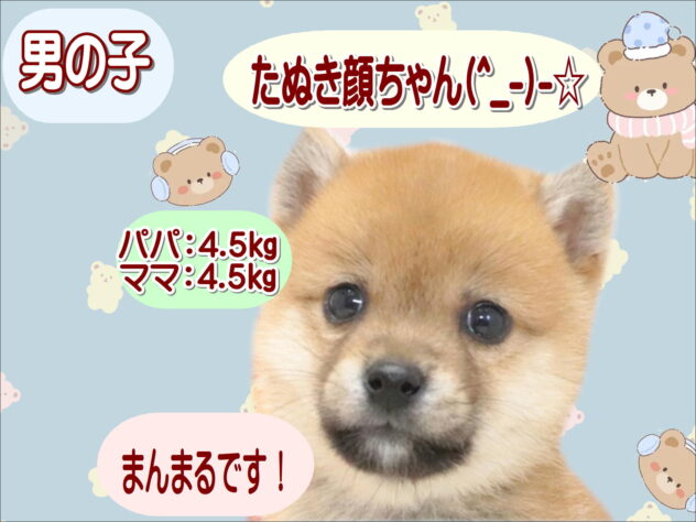 大阪府の豆柴 (アミーゴ鳳店/2026年7月27日生まれ/男の子/赤)の子犬の1枚目の画像