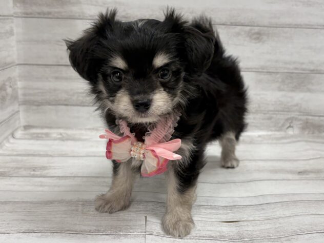 福島県のハーフ犬・ミックス犬 (アミーゴ小名浜店/2026年7月16日生まれ/女の子/ブラックホワイト)の子犬