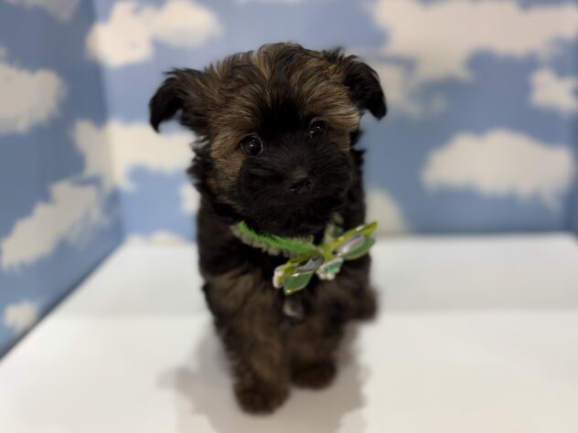 山形県のハーフ犬・ミックス犬 (アミーゴ山形南店/2026年6月23日生まれ/男の子/02 レッド系)の子犬の1枚目の画像