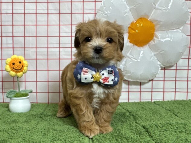 山形県のハーフ犬・ミックス犬 (アミーゴ酒田店/2026年6月28日生まれ/男の子/アプリコット)の子犬の1枚目の画像