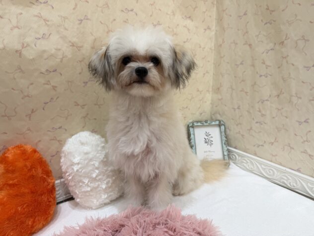 福島県のハーフ犬・ミックス犬 (アミーゴ本宮店/2026年2月1日生まれ/男の子/ゴールドホワイト)の子犬の1枚目の画像