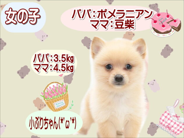 大阪府のハーフ犬・ミックス犬 (アミーゴ鳳店/2026年7月26日生まれ/女の子/クリーム)の子犬の1枚目の画像