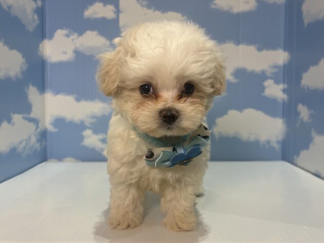 山形県のハーフ犬・ミックス犬 (アミーゴ山形南店/2026年7月5日生まれ/男の子/クリーム)の子犬の1枚目の画像