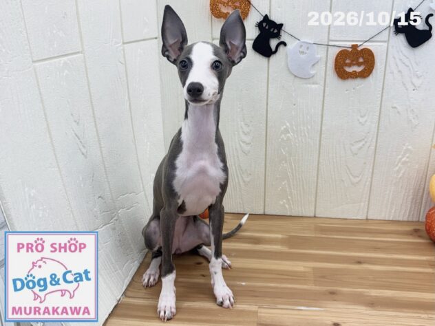 広島県のイタリアングレーハウンド (アミーゴ大町店/2026年7月2日生まれ/女の子/ブルー&ホワイトマーキング)の子犬の1枚目の画像
