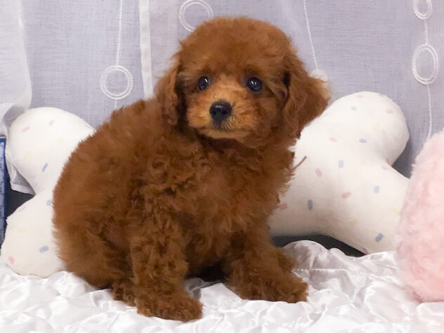 愛知県のトイプードル(トイ) (アミーゴ知立店/2026年7月7日生まれ/女の子/レッドフォーン)の子犬の3枚目の画像