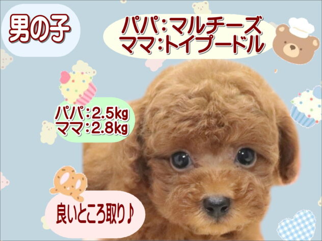 大阪府のハーフ犬・ミックス犬 (アミーゴ鳳店/2026年7月27日生まれ/男の子/レッド)の子犬の1枚目の画像