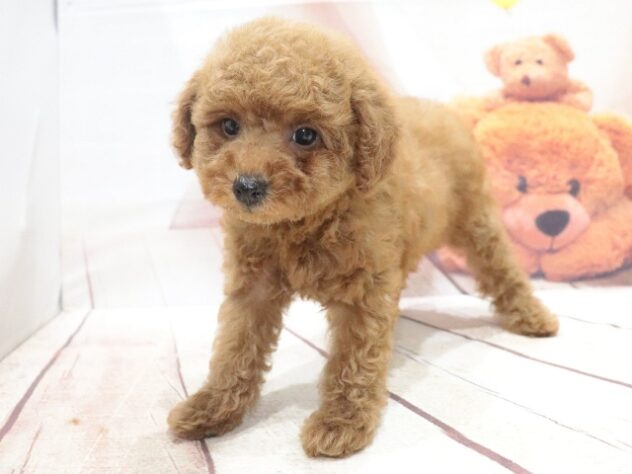 大阪府のトイプードル(トイ) (アミーゴ鳳店/2026年7月14日生まれ/女の子/レッドフォーン)の子犬の2枚目の画像