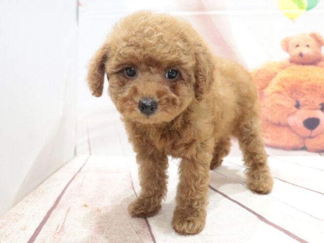 大阪府のトイプードル(トイ) (アミーゴ鳳店/2026年7月14日生まれ/女の子/レッドフォーン)の子犬の3枚目の画像