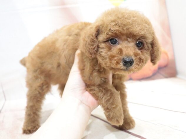 大阪府のトイプードル(トイ) (アミーゴ鳳店/2026年7月14日生まれ/女の子/レッドフォーン)の子犬の4枚目の画像
