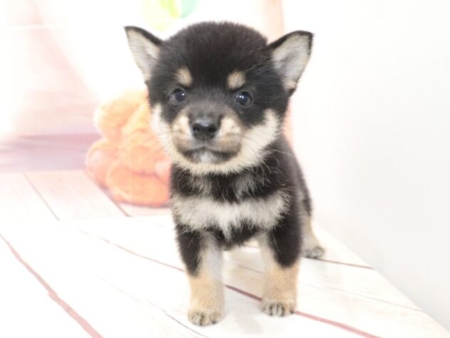大阪府の豆柴 (アミーゴ鳳店/2026年7月17日生まれ/男の子/黒)の子犬の2枚目の画像