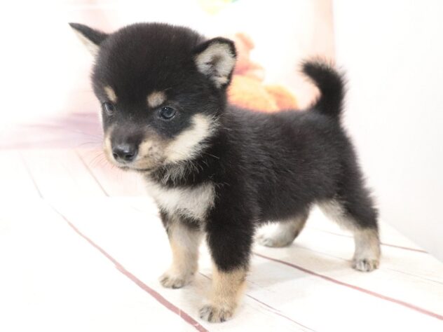 大阪府の豆柴 (アミーゴ鳳店/2026年7月17日生まれ/男の子/黒)の子犬の3枚目の画像