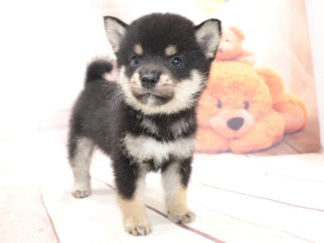 大阪府の豆柴 (アミーゴ鳳店/2026年7月17日生まれ/男の子/黒)の子犬の4枚目の画像