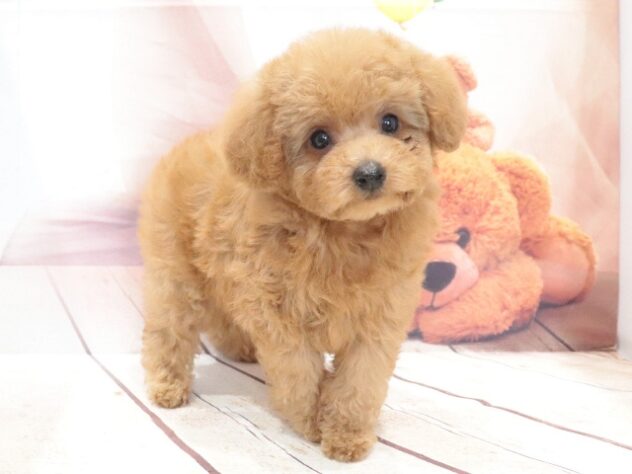 大阪府のトイプードル(トイ) (アミーゴ鳳店/2026年7月21日生まれ/男の子/アプリコット)の子犬の2枚目の画像