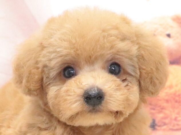 大阪府のトイプードル(トイ) (アミーゴ鳳店/2026年7月21日生まれ/男の子/アプリコット)の子犬の3枚目の画像