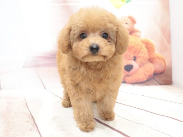 大阪府のトイプードル(トイ) (アミーゴ鳳店/2026年7月21日生まれ/男の子/アプリコット)の子犬の4枚目の画像