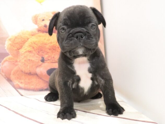 大阪府のフレンチブルドッグ (アミーゴ鳳店/2026年7月22日生まれ/男の子/ブリンドル)の子犬の3枚目の画像