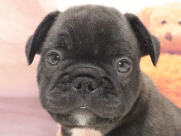 大阪府のフレンチブルドッグ (アミーゴ鳳店/2026年7月22日生まれ/男の子/ブリンドル)の子犬の4枚目の画像