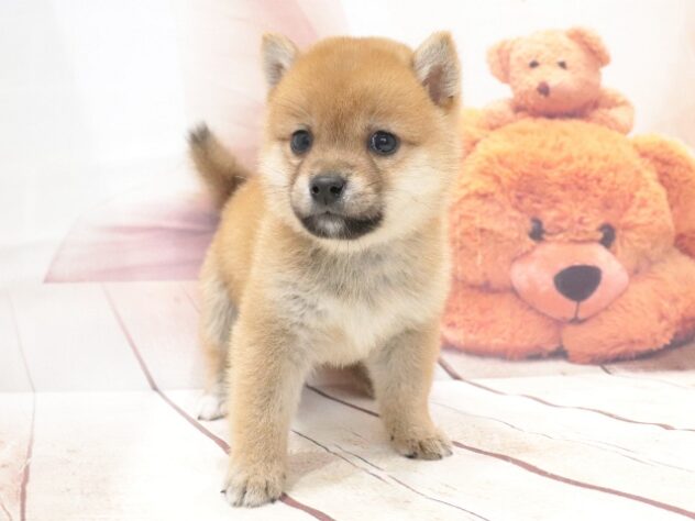 大阪府の豆柴 (アミーゴ鳳店/2026年7月27日生まれ/男の子/赤)の子犬の2枚目の画像