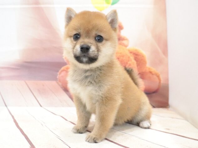 大阪府の豆柴 (アミーゴ鳳店/2026年7月27日生まれ/男の子/赤)の子犬の3枚目の画像