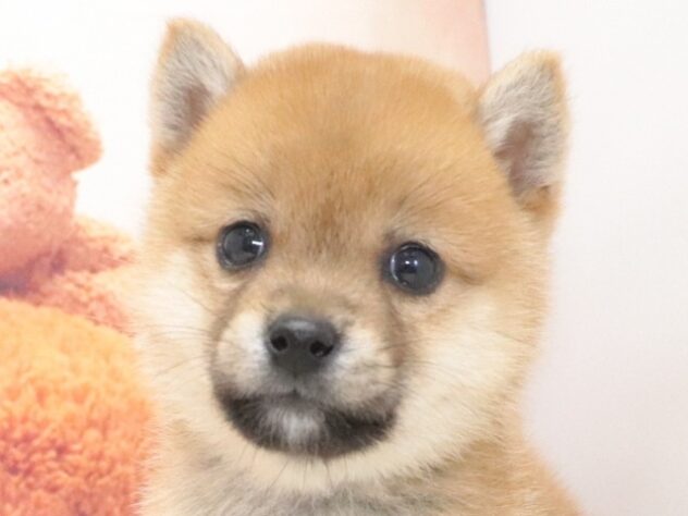 大阪府の豆柴 (アミーゴ鳳店/2026年7月27日生まれ/男の子/赤)の子犬の4枚目の画像