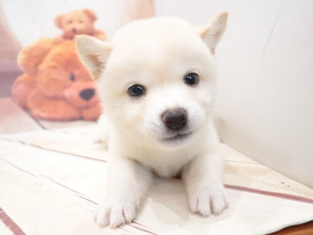大阪府の豆柴 (アミーゴ鳳店/2026年7月27日生まれ/女の子/白)の子犬の2枚目の画像