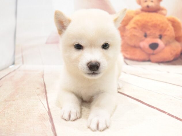 大阪府の豆柴 (アミーゴ鳳店/2026年7月27日生まれ/女の子/白)の子犬の3枚目の画像