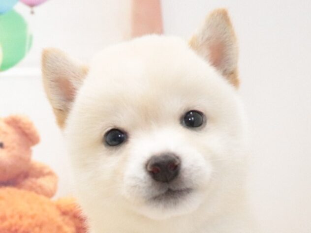 大阪府の豆柴 (アミーゴ鳳店/2026年7月27日生まれ/女の子/白)の子犬の4枚目の画像