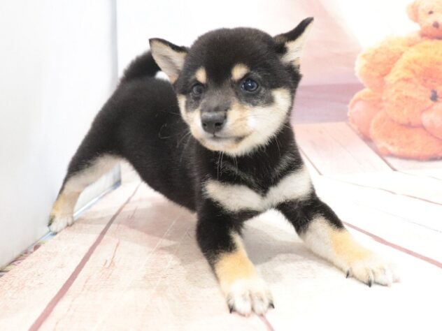 大阪府の豆柴 (アミーゴ鳳店/2026年7月20日生まれ/女の子/黒)の子犬の2枚目の画像