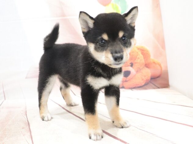 大阪府の豆柴 (アミーゴ鳳店/2026年7月20日生まれ/女の子/黒)の子犬の4枚目の画像