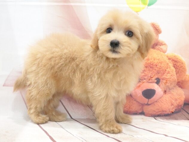 大阪府のハーフ犬・ミックス犬 (アミーゴ鳳店/2026年7月27日生まれ/女の子/アプリコット)の子犬の2枚目の画像